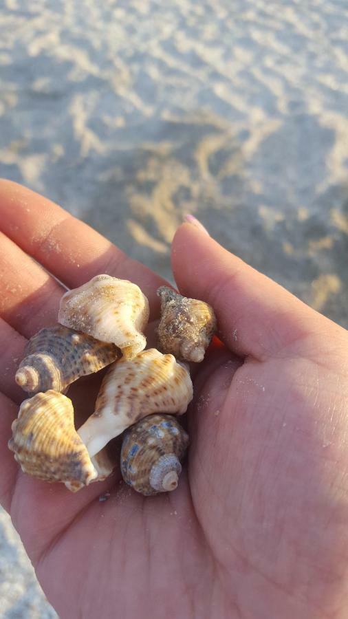 Alex Marina Flat Daire Mamaia Dış mekan fotoğraf